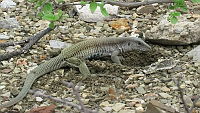 CAR 0074 Aspidoscelis tigris.MP4