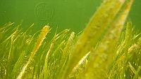 DSCN5492.MOV