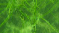 DSCN0107.MOV