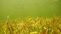 DSCN5276.MOV