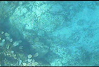 IPE0007 Macroalgas, roca y coral.avi
