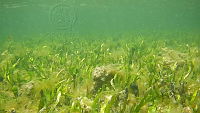 DSCN5286.MOV