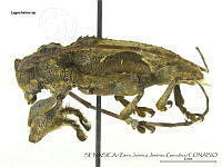ZJJG0520 Lagocheirus sp..jpg