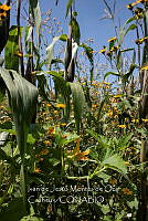 IMDOC4239 Zea mays.jpg