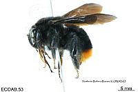 ME006 Abejas 0015 Bombus brachycephalus Handlirsch, 1889.jpg