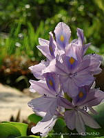HAAJ001 Eichhornia crassipes.jpg
