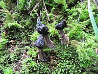 MCS168 Helvella sp..JPG