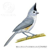 MAPM1297 Baeolophus atricristatus.jpg