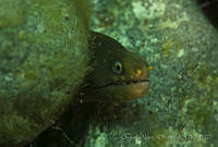 OAO0267 Gymnothorax castaneus.jpg