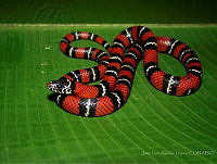 JLAL0047 Lampropeltis triangulum.jpg