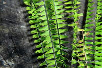 Zautla 0008 Asplenium monanthes.jpg