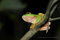 LAMH052 Agalychnis callidryas.jpg