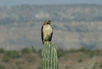 LRCP0003 Buteo jamaicensis.jpg