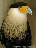 VHL0011 Caracara cheriway.jpg