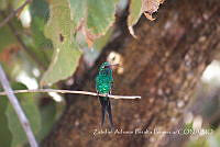 ZAPF0253 Chlorostilbon auriceps.jpg