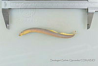 SGQ3729 Tetrapleurodon geminis.jpg