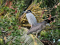 MLKC03 Nyctanassa violacea.jpg