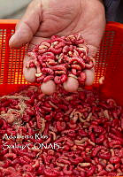 ARS00706 Comadia redtenbacheri.jpg