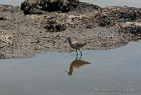MGaves 1414 Calidris himantopus.jpg
