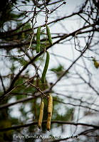 FBA1461 Vicia faba.jpg