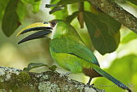 CNS1337 Aulacorhynchus prasinus.jpg