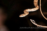 ZAPF0419 Trimorphodon paucimaculatus.jpg