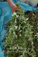 IMDOC3992 Mentha pulegium.jpg