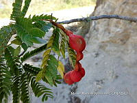 JF092 1312 Cojoba arborea.jpg