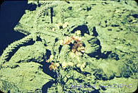 3204 Opuntia spinosior.jpg