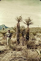 1328 Yucca rigida.jpg