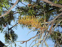 CGL1133 Grevillea robusta.jpg