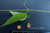 ME010 KV 01548 Dolichandra unguis-cati (L.) L.G. Lohmann, 2008_.JPG