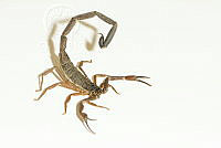 MASM06904 Centruroides gracilis.jpg