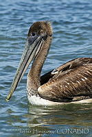 JHC0146 Pelecanus occidentalis.jpg