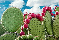 AEO002 Opuntia hyptiacantha.jpg