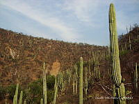 OTVHK040-902 Tetechera de Neobuxbaumia tetetzo cerca poblacion de Mhuitzilipochtli.TIF
