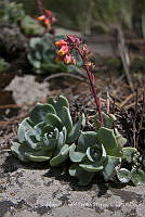 MASM07514 Echeveria sp..jpg