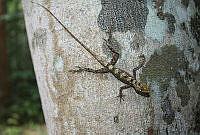 LME02 Anolis sp.jpg