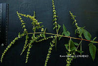 ME010 KV 02548 Asterohyptis stellulata (Benth.) Epling, 1932.JPG