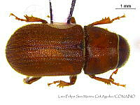 LFSMCA0123 Dendroctonus pseudotsugae.jpg