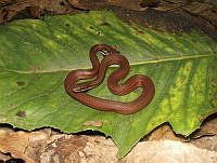 JLAL0023 Coniophanes fissidens.jpg
