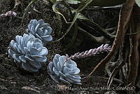 MASM01381 Echeveria laui.jpg