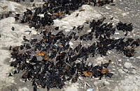 DK2277 Danaus plexippus.jpg