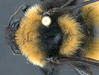 JAMR148 Bombus fervidus.jpg