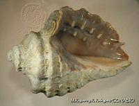 MRyRR0002 Mexacanthina lugubris.jpg