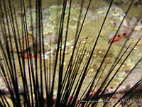 JAJ0016 Apogon maculatus.jpg