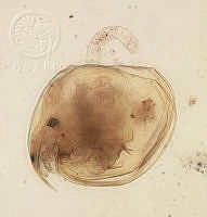 HE009 R 0174 Ephemeroporus hybridus.jpg