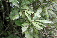 GFF0012 Quercus lancifolia.JPG