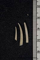 KT014 0142 Tesseracme quadrangularis.JPG