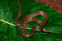 PM0320 Hypsiglena torquata.jpg